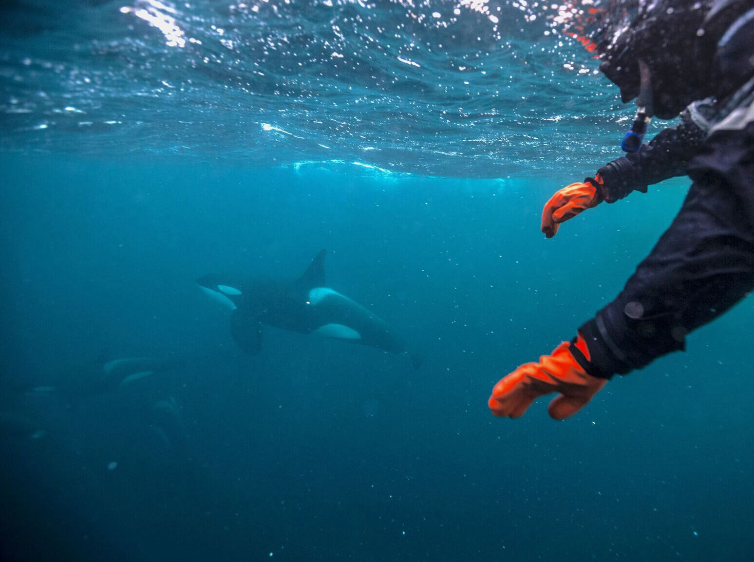 Swimming with orcas in Arctic Norway - Cookson Adventures