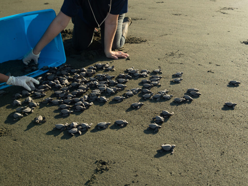 Turtle hatchlings being released on a beach