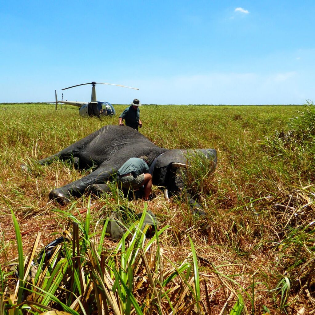 Collaring an elephant in Mozambique
