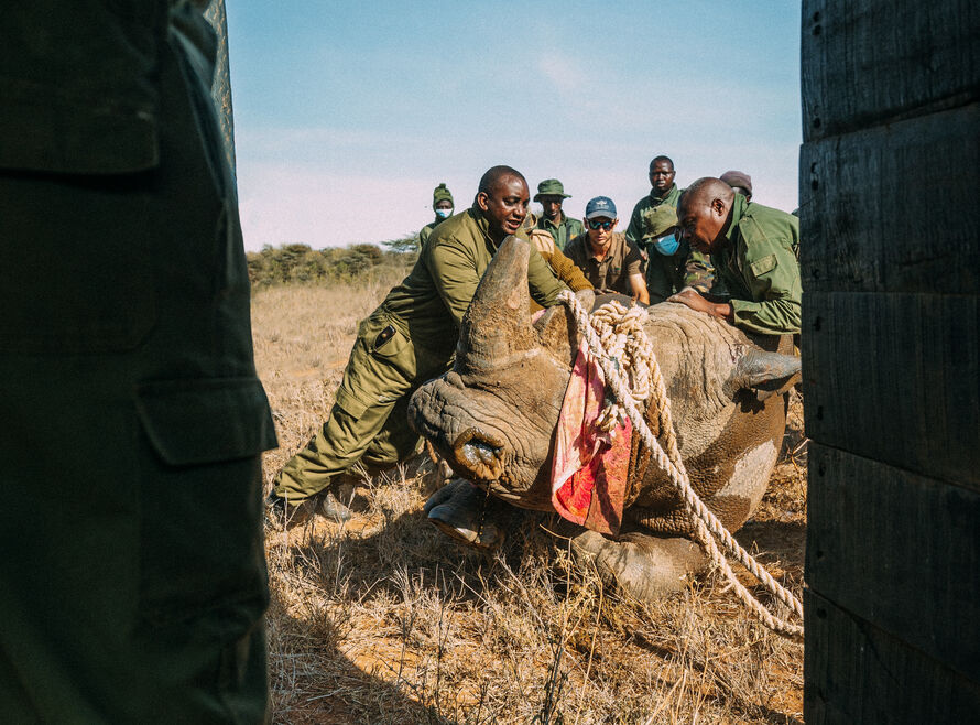 Rhino being moved into a crate on a translocation