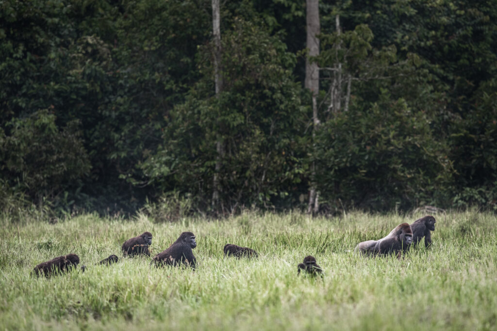 Troop of gorillas in tall grass