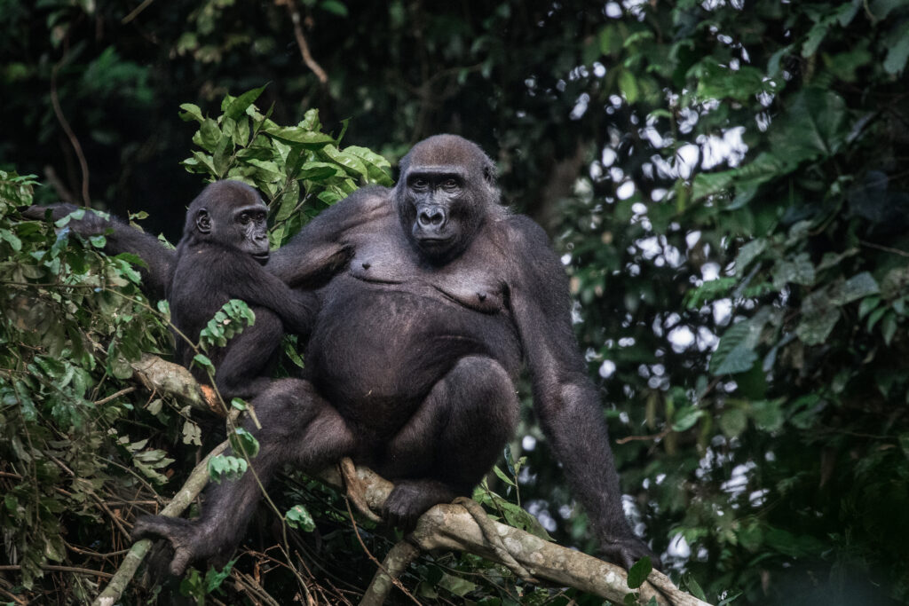 Gorilla and infant