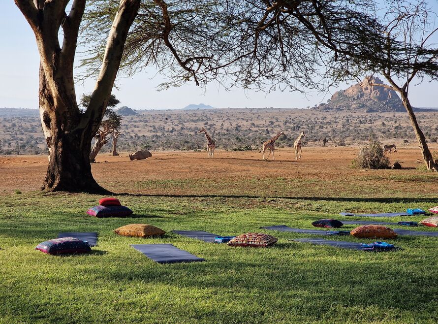 Yoga mats set up looking at giraffes