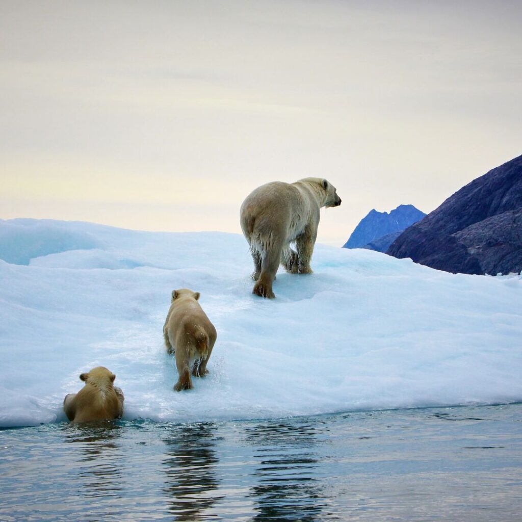 Polar bear and cubs