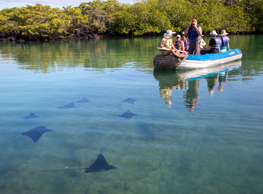 Small boat with people in it seeing stingrays