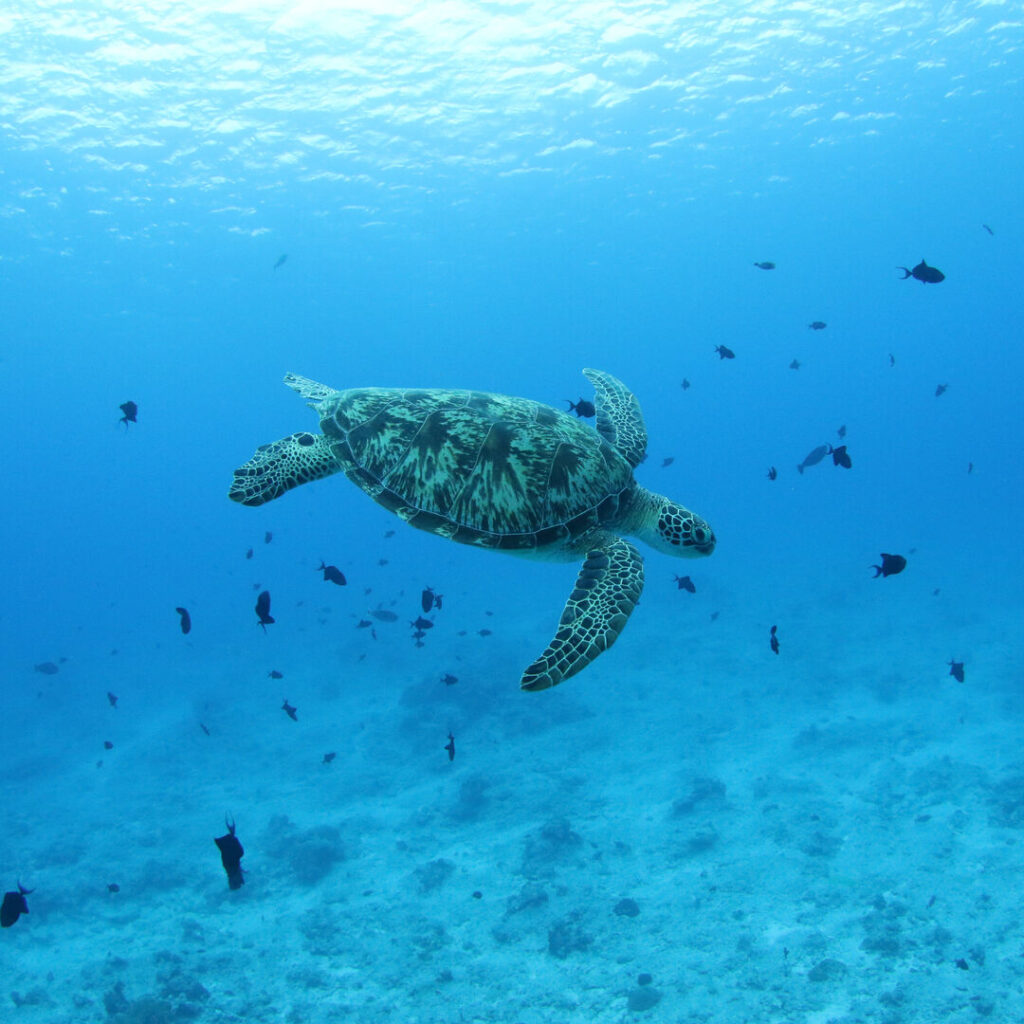 Turtle swimming underwater in Palau.