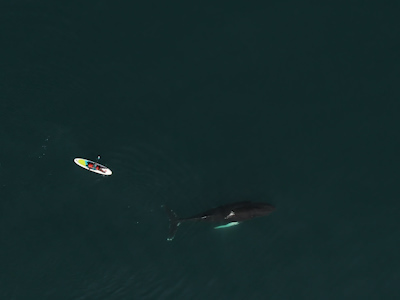 Drone shot of SUP with humpback