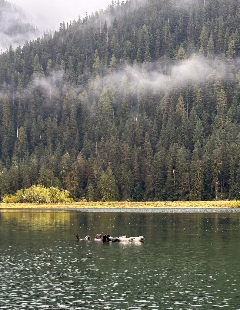 Seals in british columbia