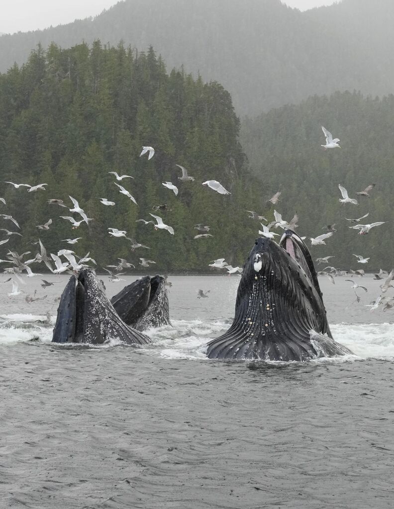 Humpback whale feeding