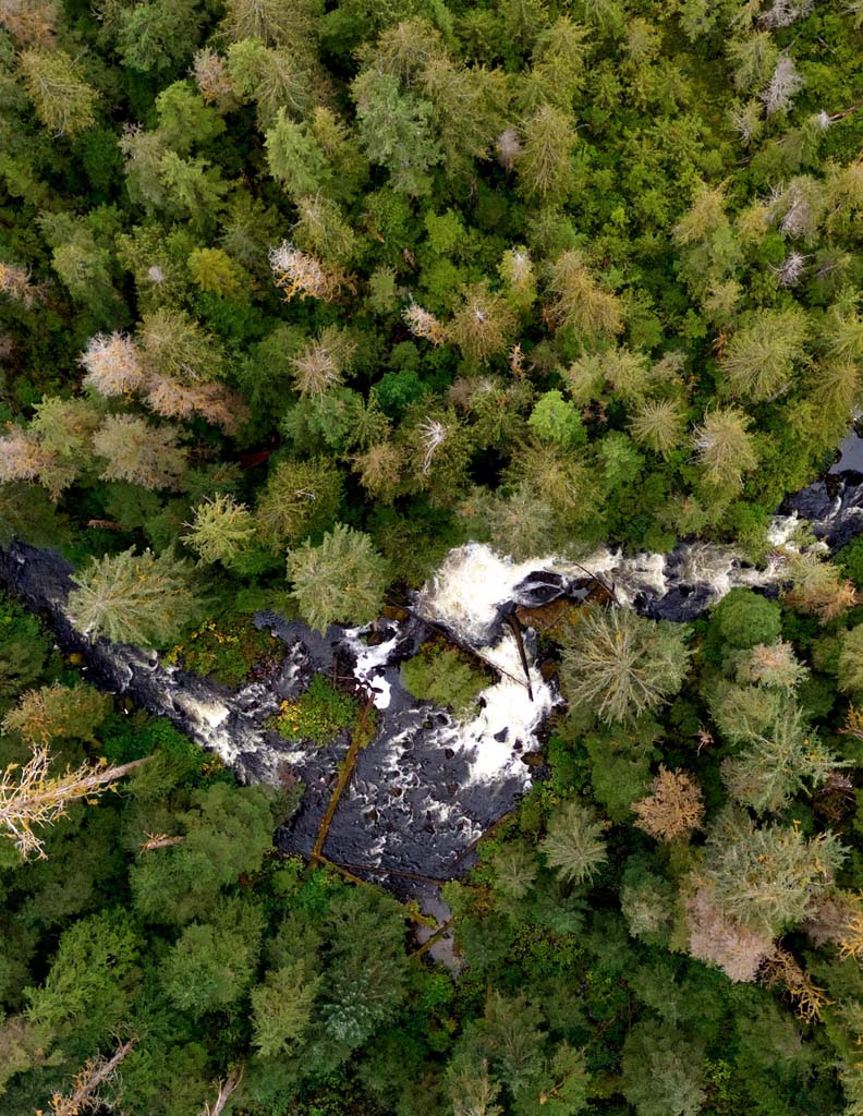 Forest bathing aerial