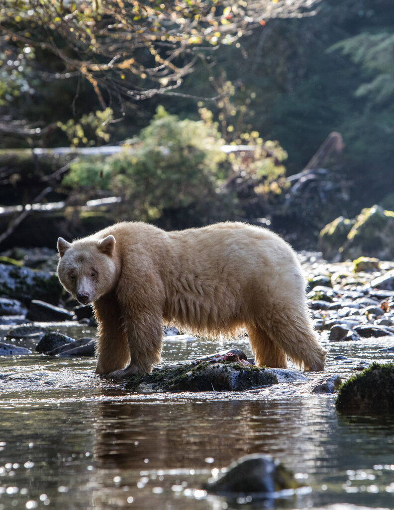 Spirit bear tracking