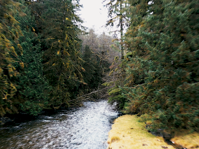 Bathing in a forest