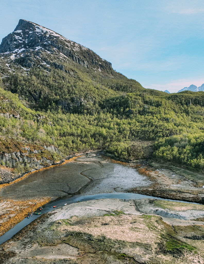 Forest in Lofoten