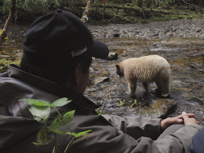 Spirit bear tracking