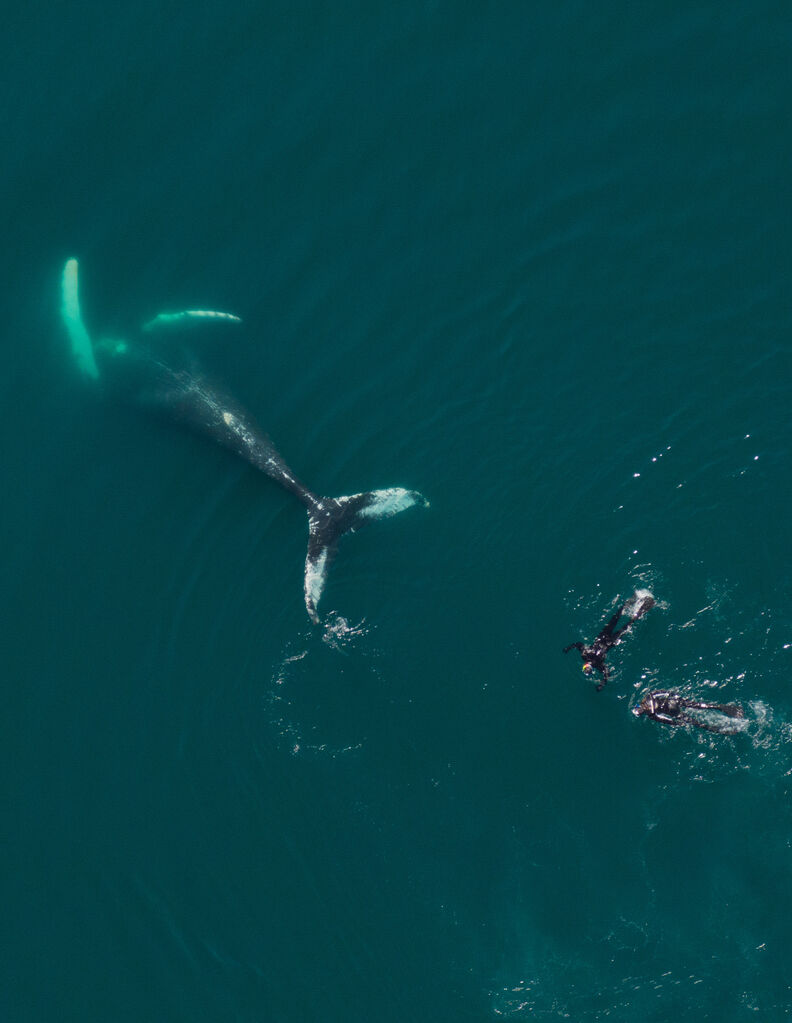 Aerial shot of two swimmers with a humpback