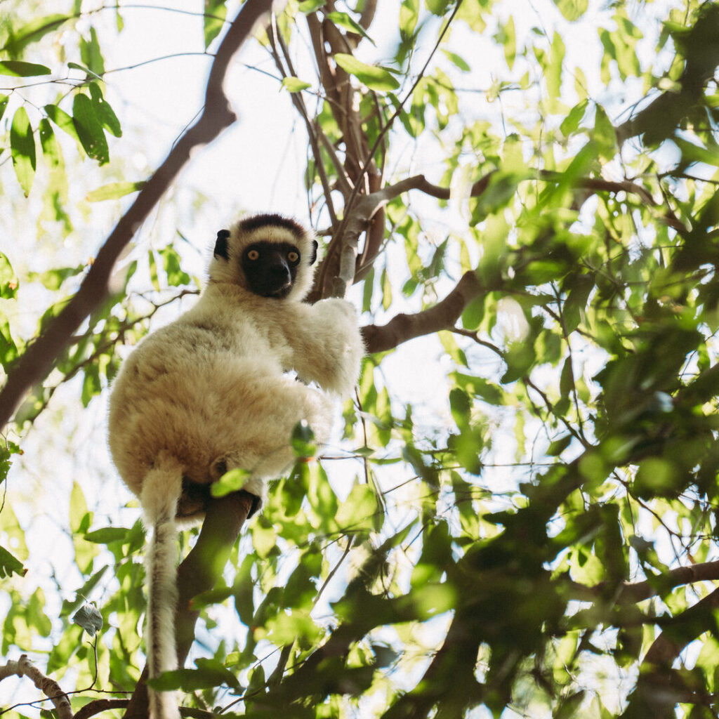 Lemur in the trees looking into the camera.