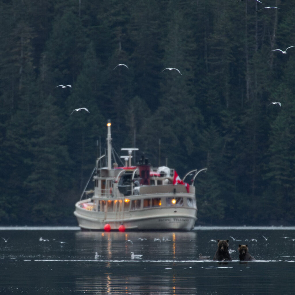 Yacht in the Great Bear Rainforest with two bears