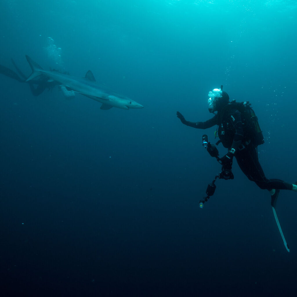 Diver with shark
