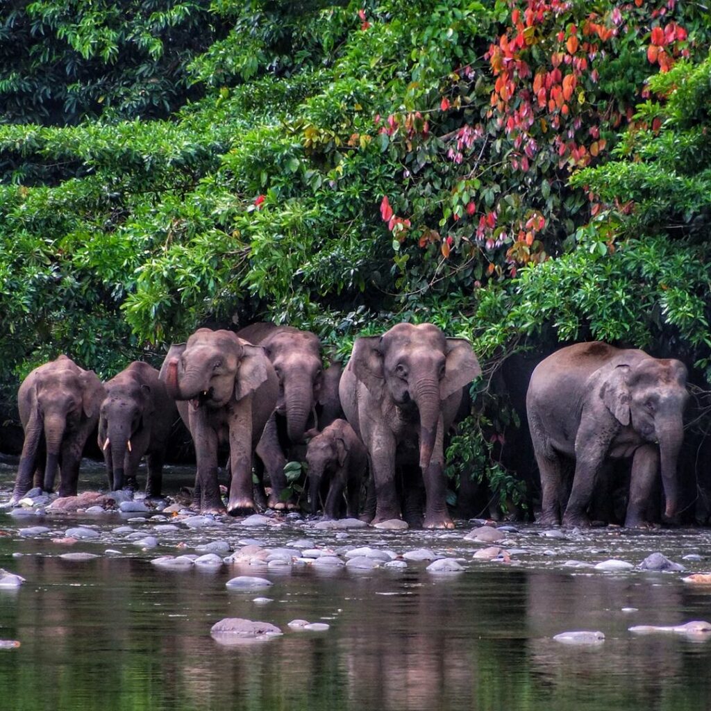Elephants walking along a river
