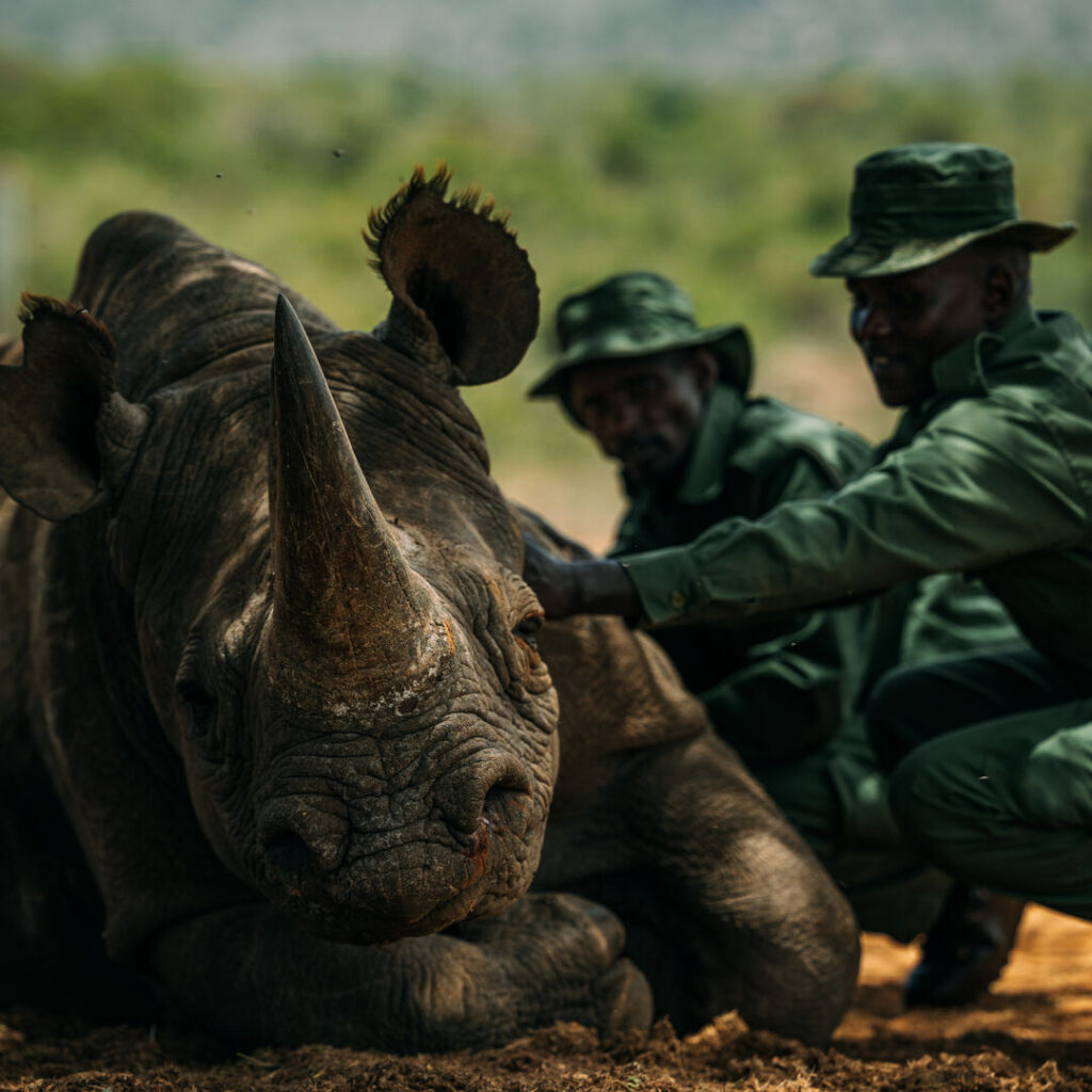 Two rangers soothe rhino