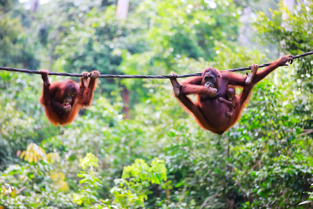 Orangutangs hanging on a rope in tree canopy